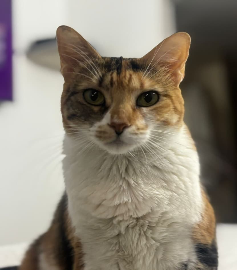 Mascota de Mutual Patitas 1