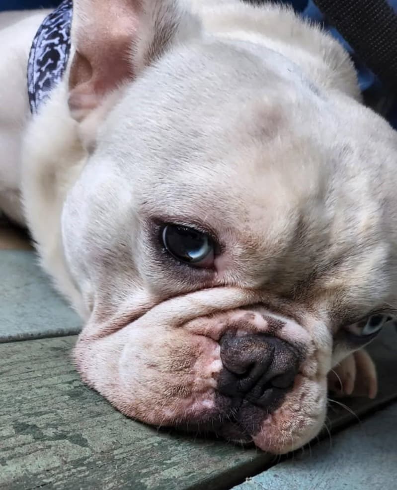 Mascota de Mutual Patitas 2