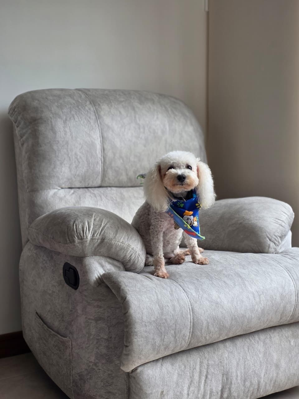 Mascota de Mutual Patitas 4