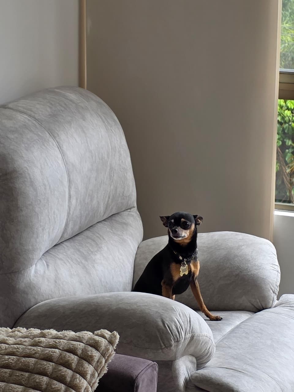 Mascota de Mutual Patitas 5