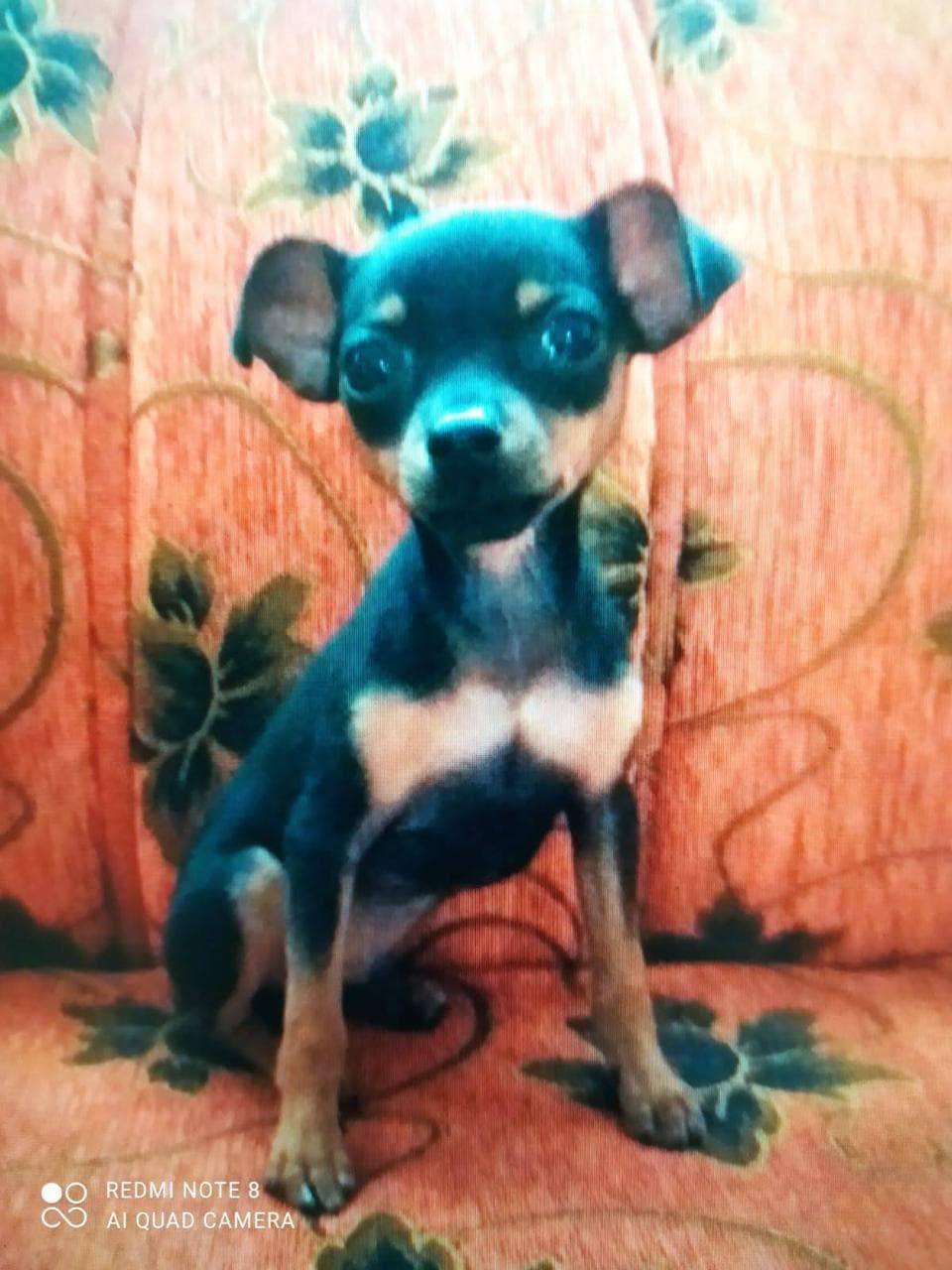 Mascota de Mutual Patitas 6