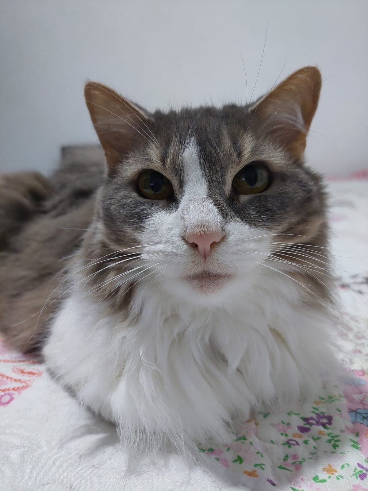 Mascota de Mutual Patitas 7